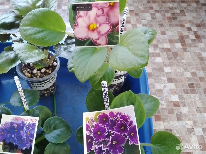 Детки фиалок набор 10шт