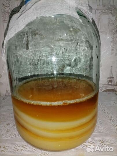 Чайный гриб, молочный гриб