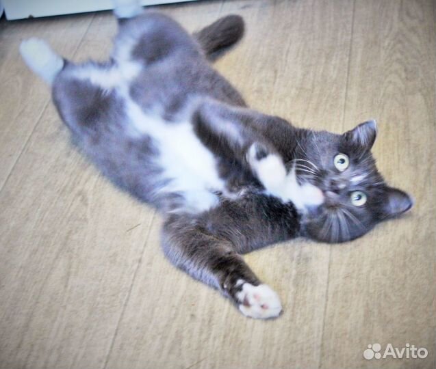 Кошка в добрые руки