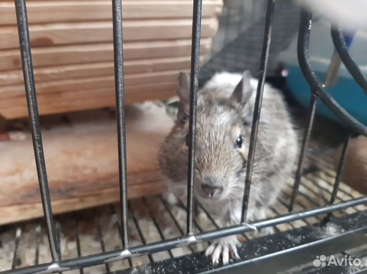 Дегу с клеткой