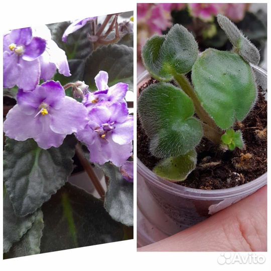 Фиалки детки