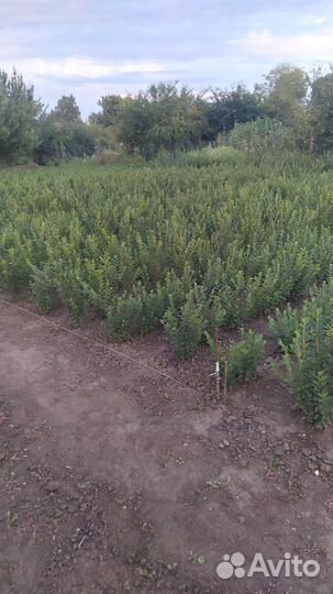 Кизильник блестящий