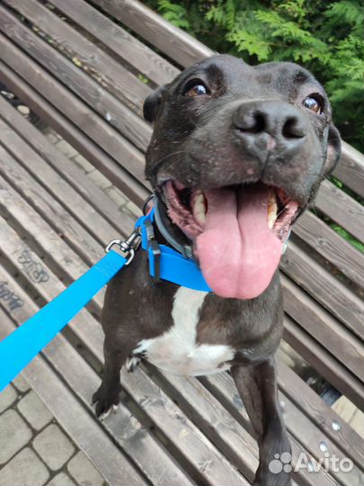 Питбуль в добрые руки