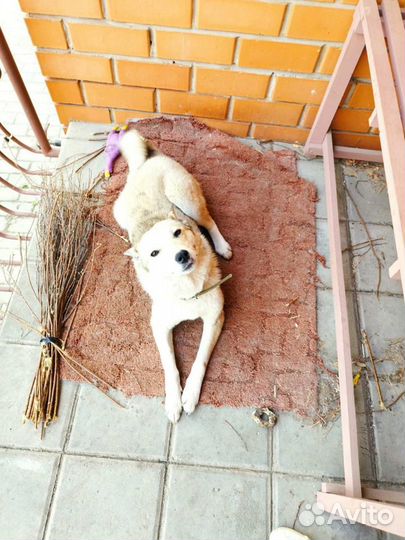 Молодой пёс в добрые руки