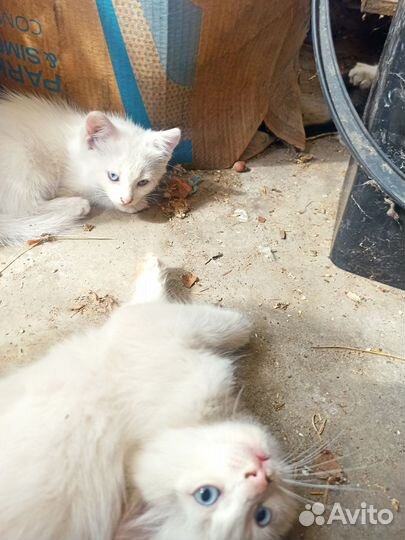 Голубоглазые котята в дар(зеленоглазые, разногла