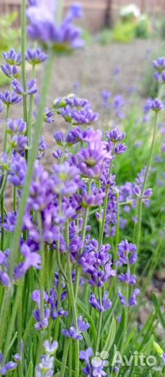 Лаванда саженцы