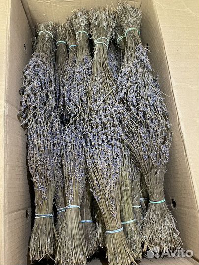 Лаванда сухоцвет