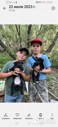 Щенки девочки мелкие 1,5 месяца с доставкой