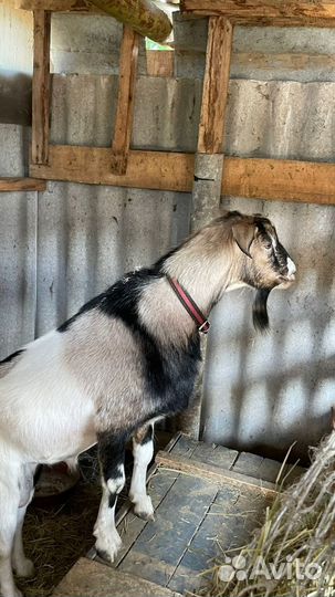 100.% козёл Альпиец окажет козочкам услуги