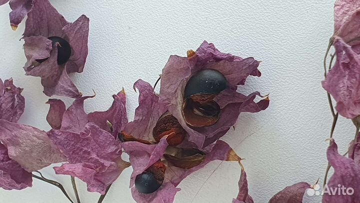 Клеродендрум семена