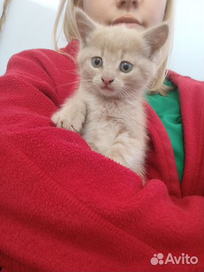 Рыжий котенок в добрые руки бесплатно