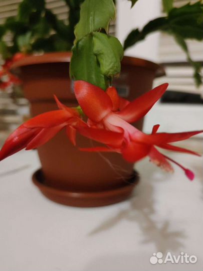 Декабрист шлюмбергера,рипсадопсис