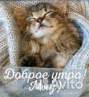 Передержка кошек и собак мини на время отпуска