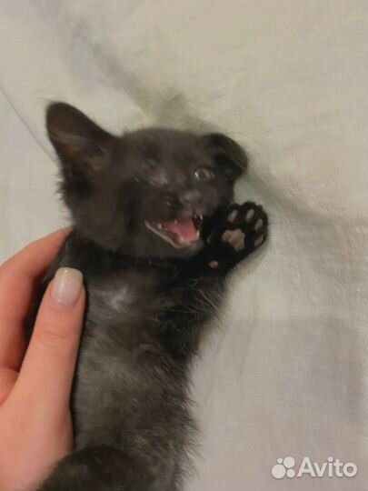 Котята в добрые руки даром