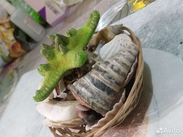 Набор ракушек в корзинке