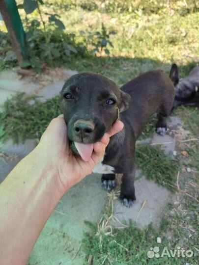 Гавкучая охрана