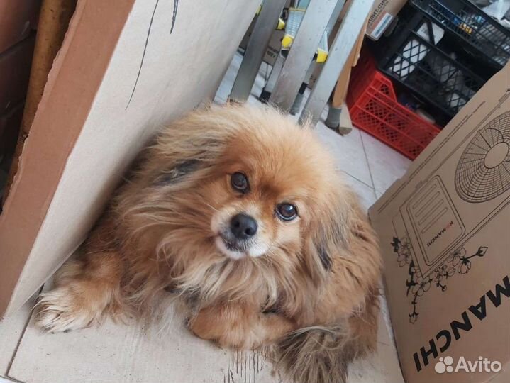 Собаки в дар бесплатно