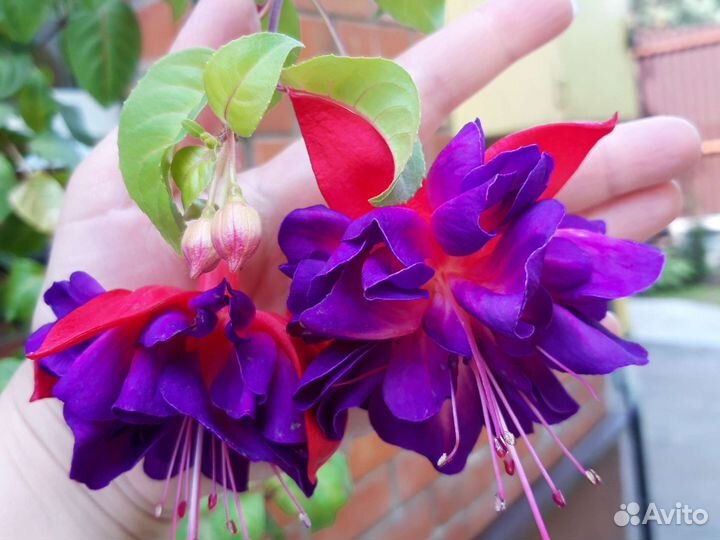 Пеларгонии и махровые фуксии