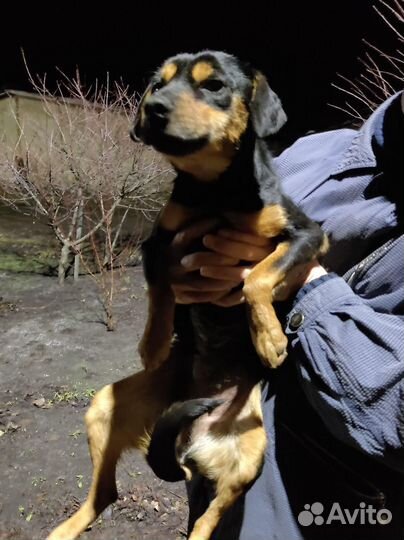 Молоденькая собачка-потеряшка