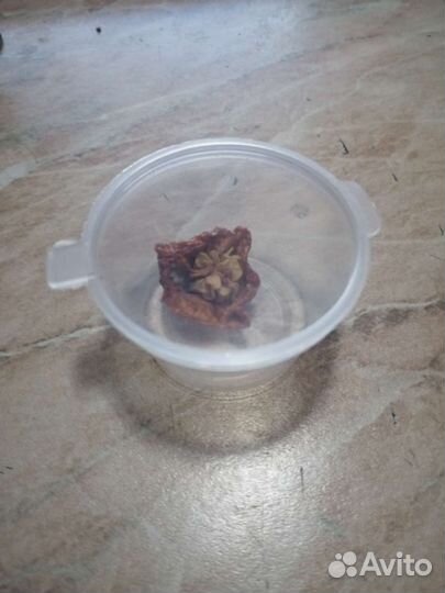 Перец Каролина Рипер, Carolina Reaper Pepper