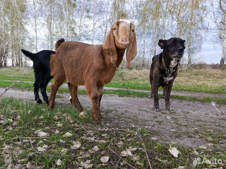 Продаются козы и телочка джерсейка