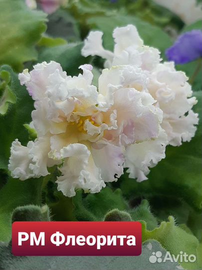 Фиалка детки почтой набор