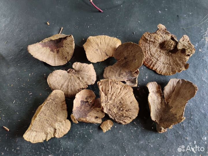 Сухоцветы экзоты