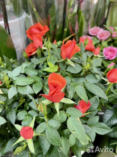 Розы к празднику