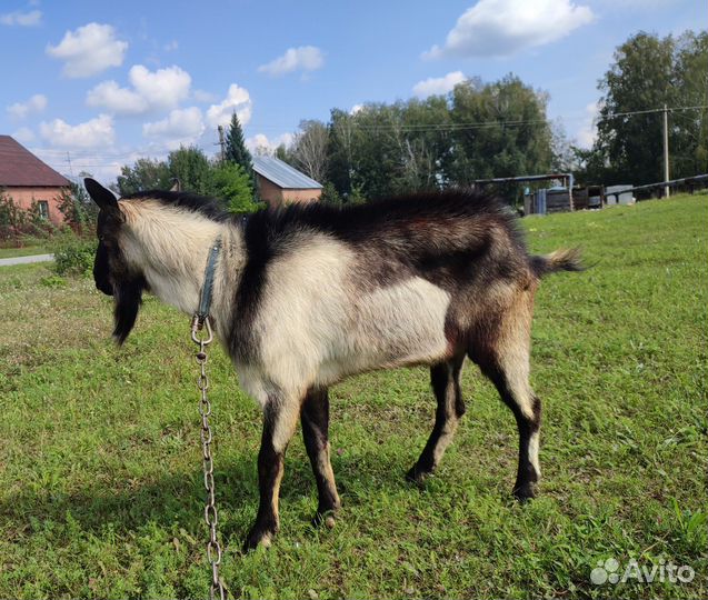 Козел альпийский