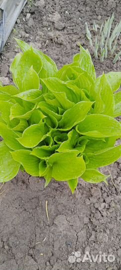 Молочай и Хосты