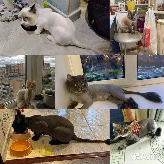 Стрижка кошек/собак.Груминг.Одинцово-1.Выезд