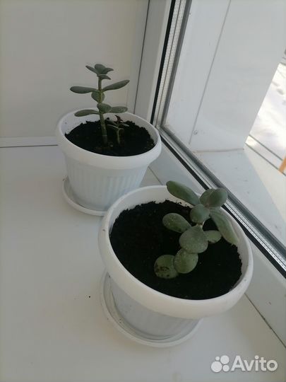 Продам цветы комнатные