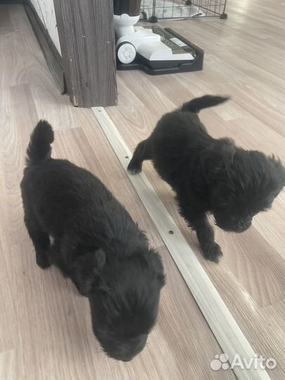 Карликовый пудель