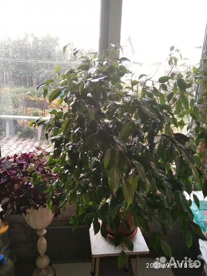 Фикус Бенджамина мелколистный