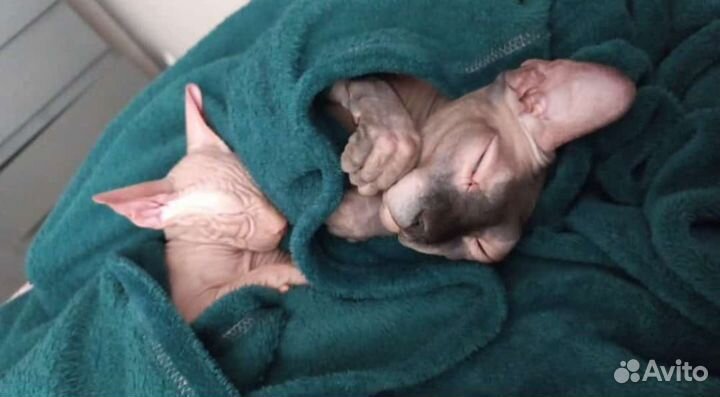 Котята сфинкс