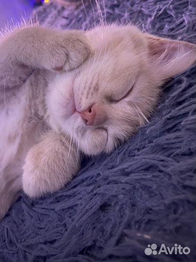 Отдам котенка в добрые руки