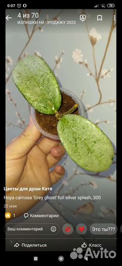 Укорененные черенки хои