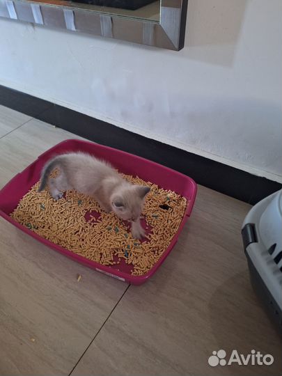 Кошка в дар бесплатно