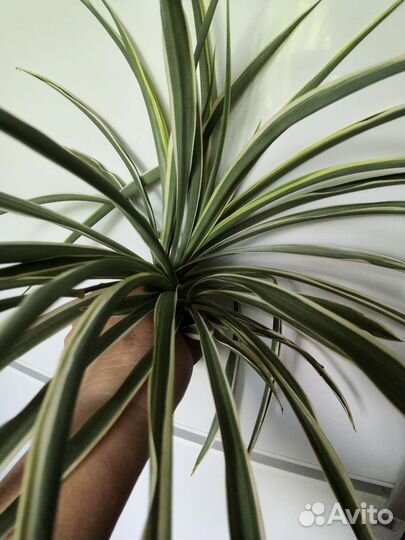 Хлорофитум полосатый