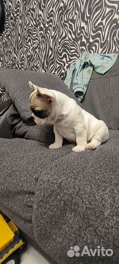 Французский бульдог щенки