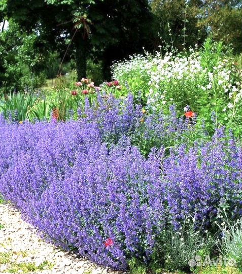 Лаванда,пузыреплодник, кровохлёбка,малочай