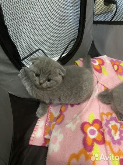 Домашние животные кошки