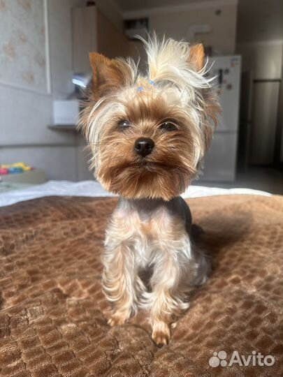 Йоркширский терьер мини вязка