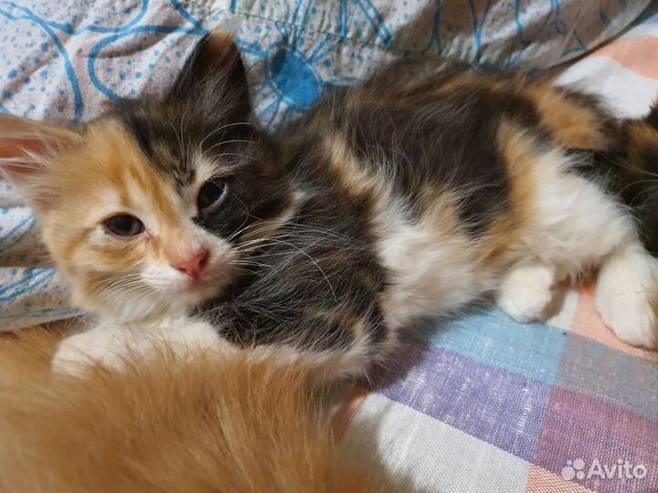 Сибирские котятки