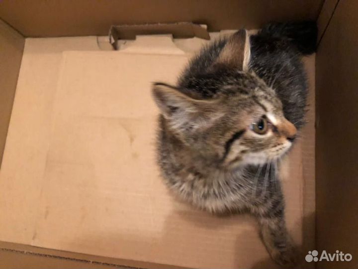 Кошка в дар бесплатно