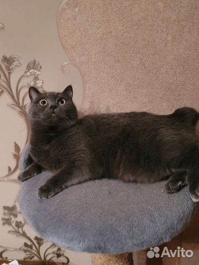 Ищу любимые,заботливые ручки Британка,бобтейл