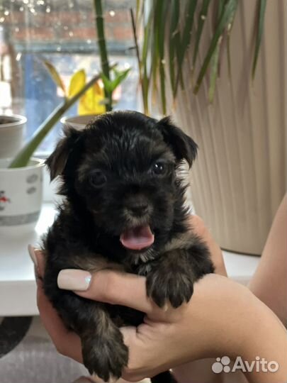 Йоркширский терьер мини