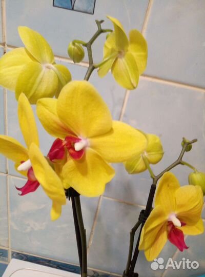 Коллекционные орхидеи