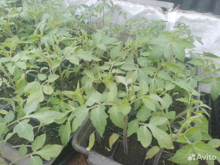 Рассада цветы и овощей