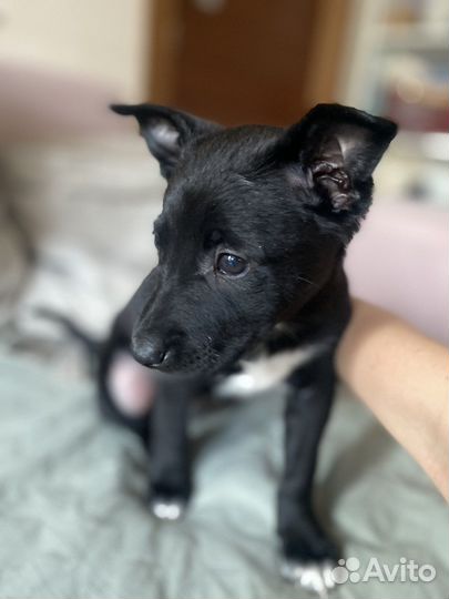 Щенки средней/небольшой собачки в добрые руки